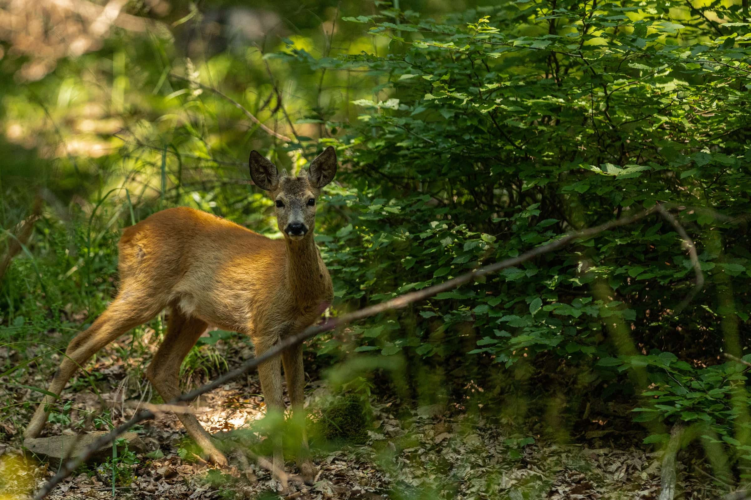 Wildlife in a protected forest landscape.