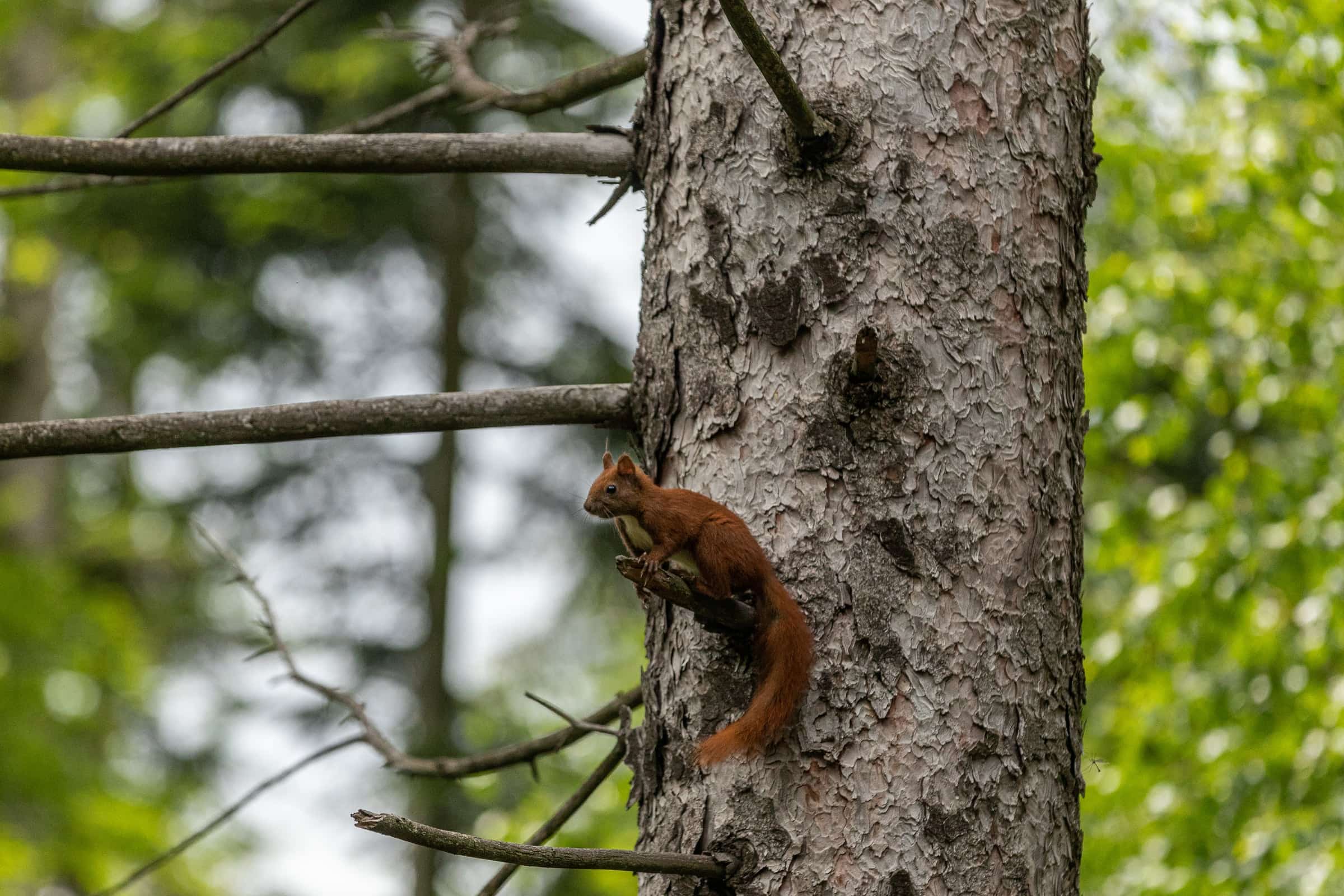 Wildlife in a protected forest landscape.