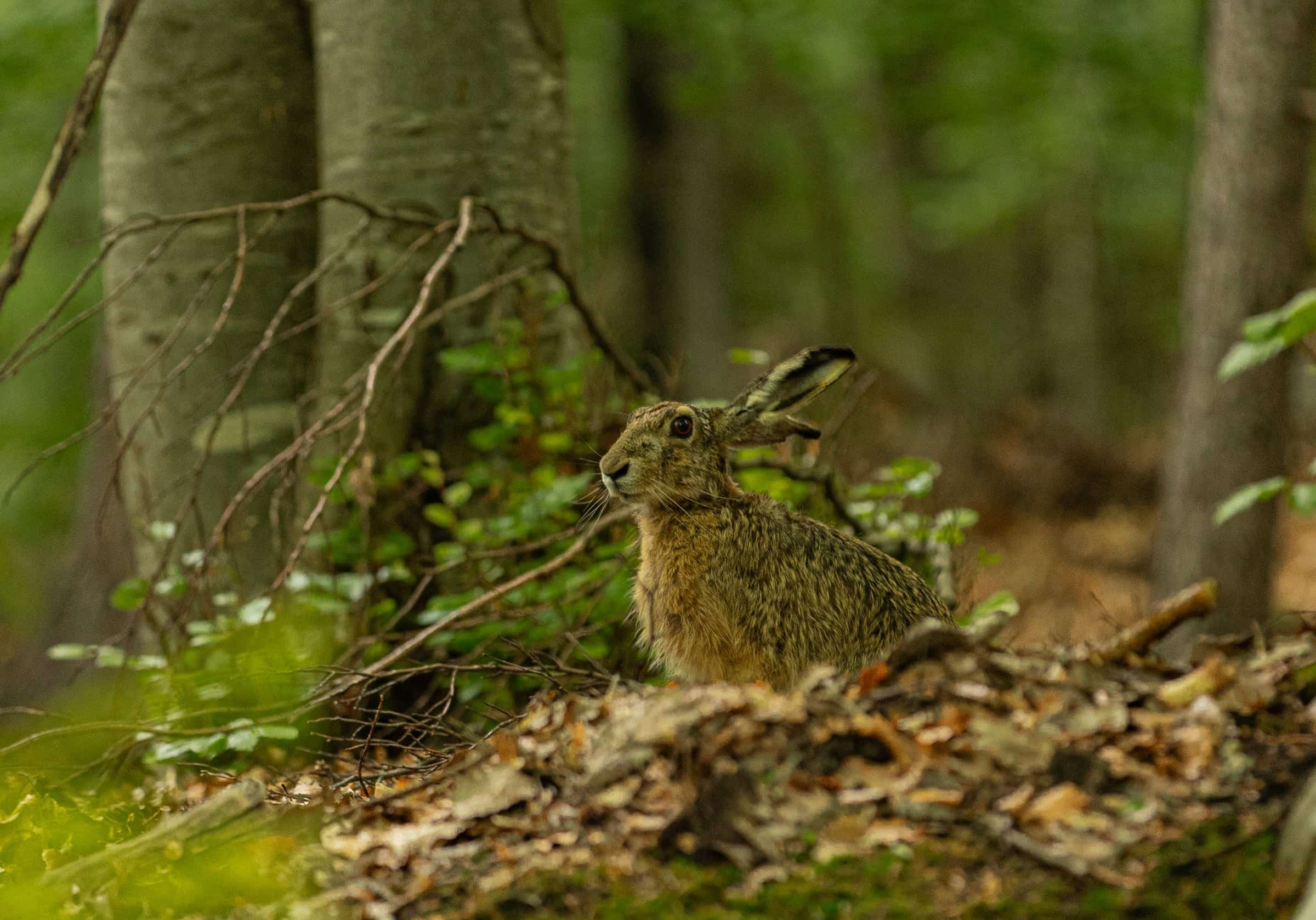Wildtier in einer geschützten Waldlandschaft.