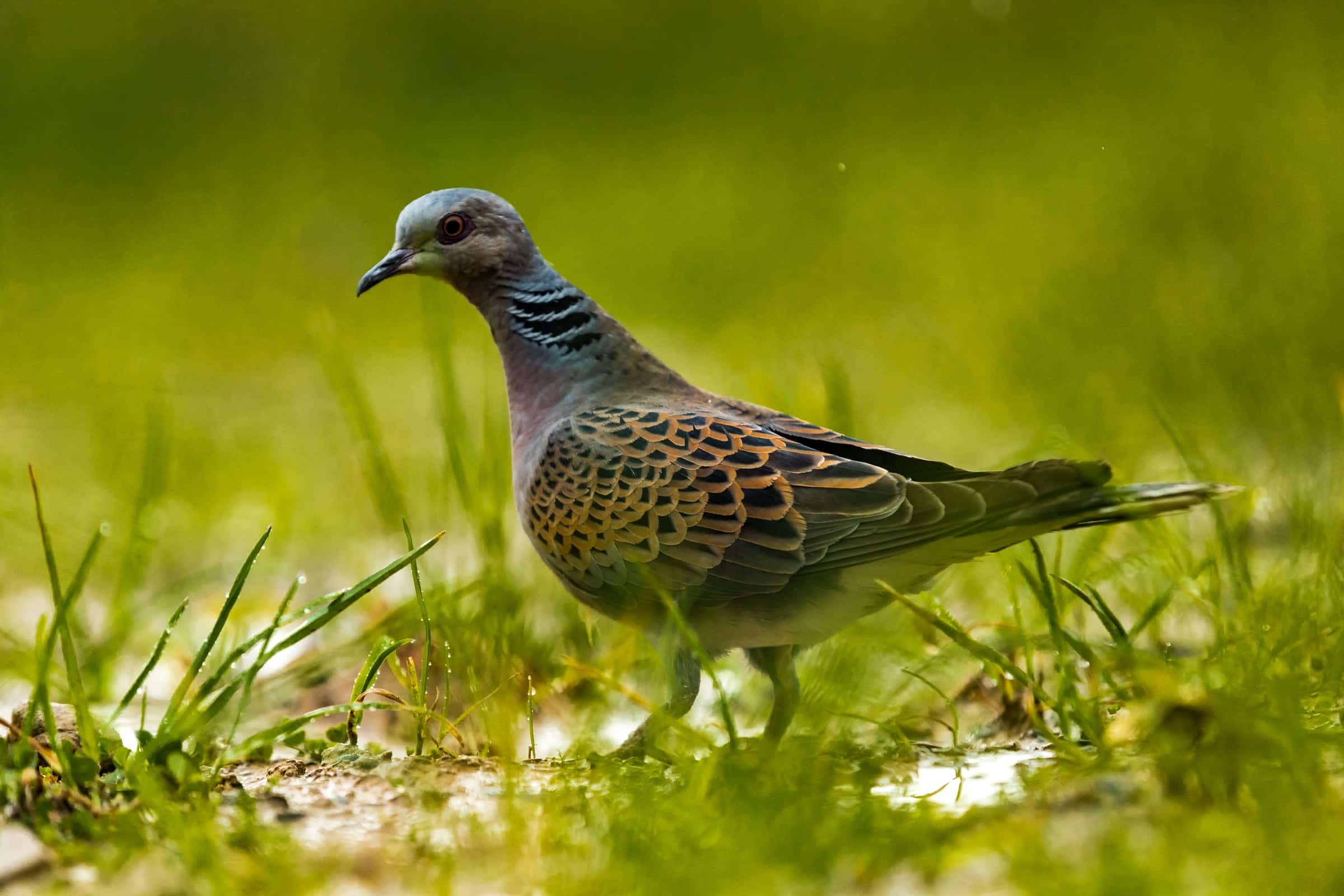 Wildlife in a protected forest landscape.