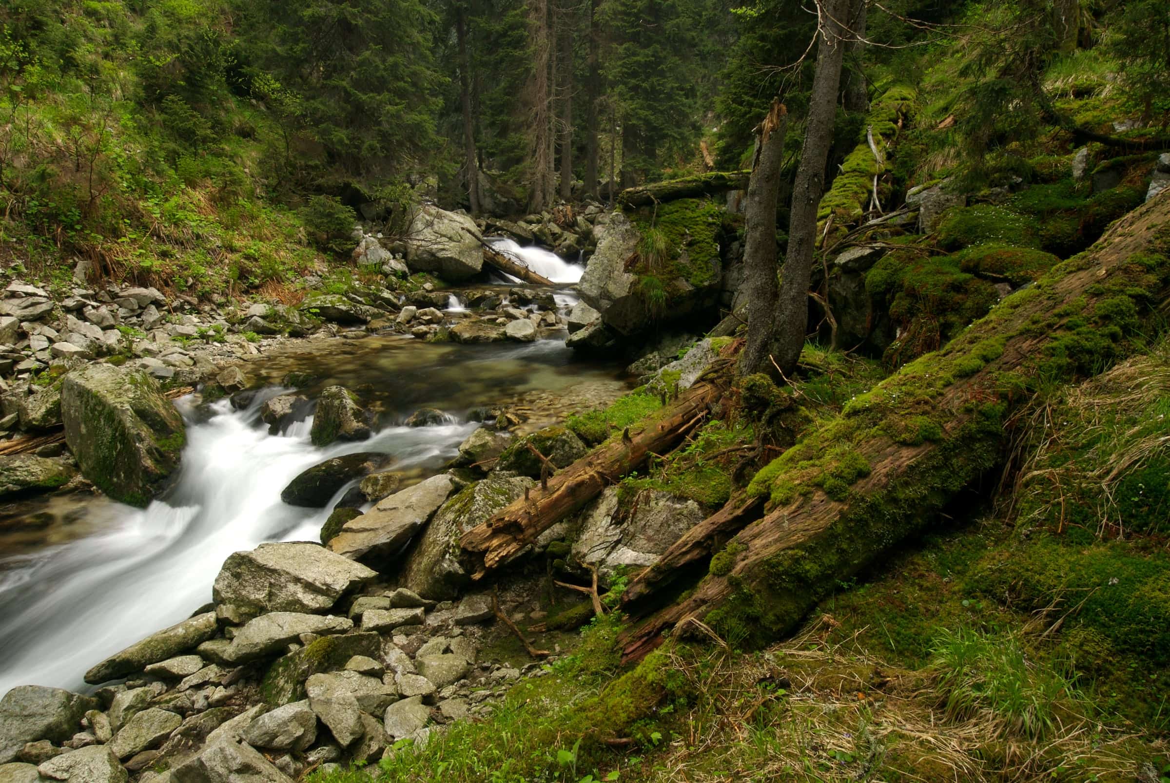 Forest stream flowing past moss, rocks, and fallen wood.