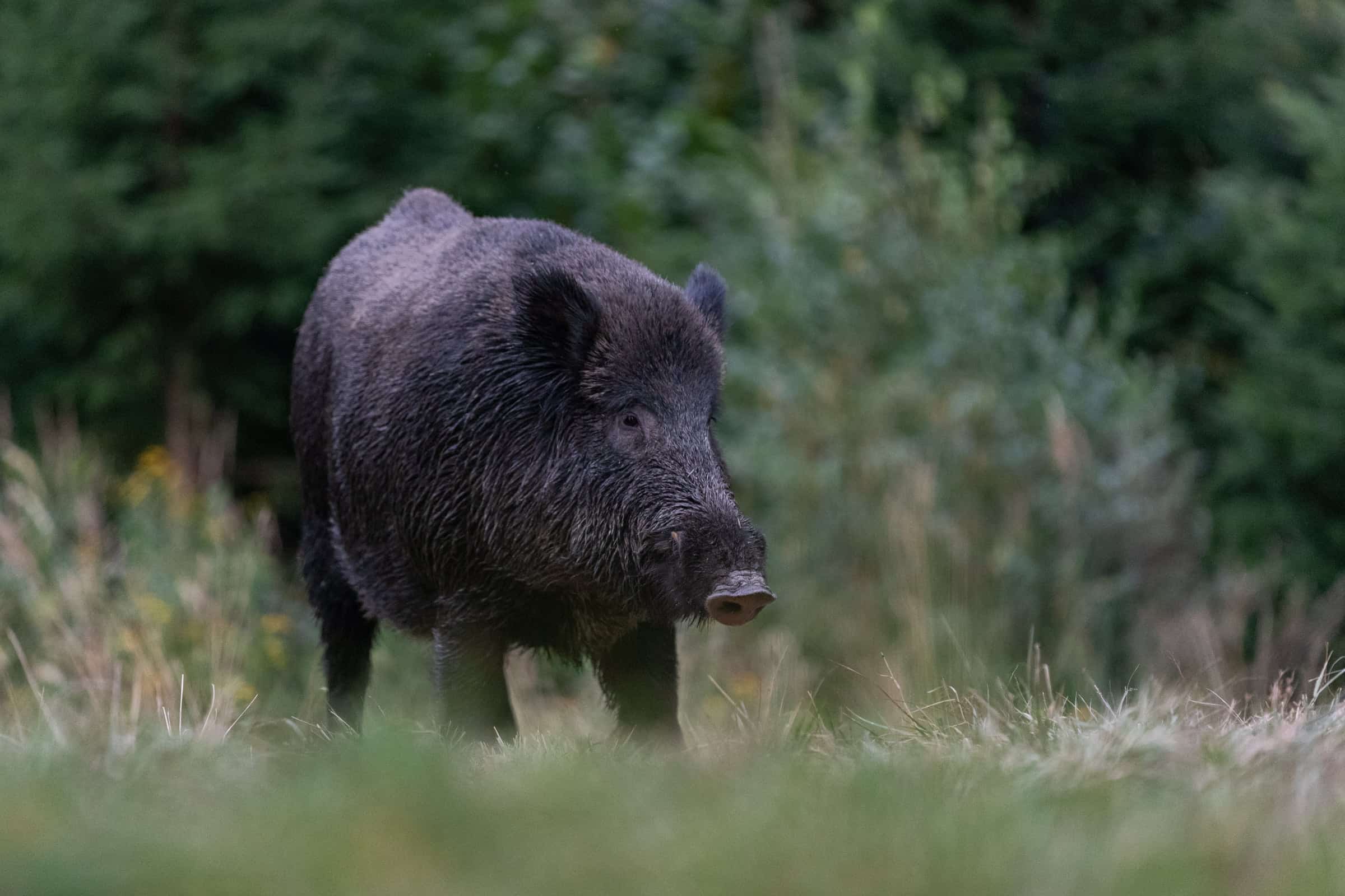 Wildtier in einer geschützten Waldlandschaft.