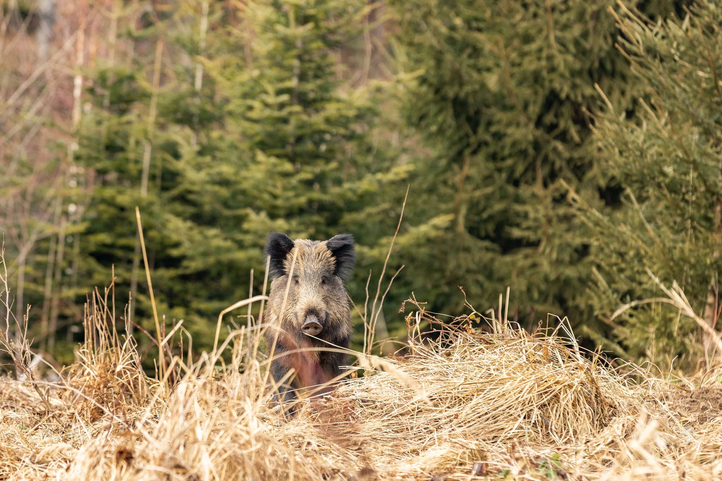 Wildlife in a protected forest landscape.