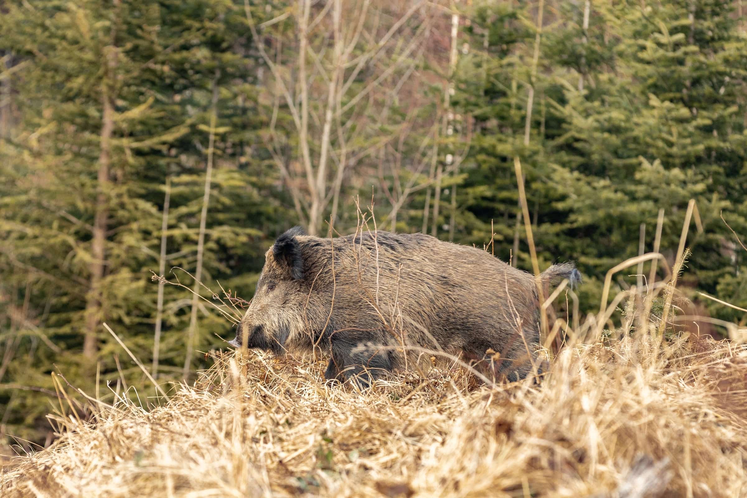 Wildlife in a protected forest landscape.