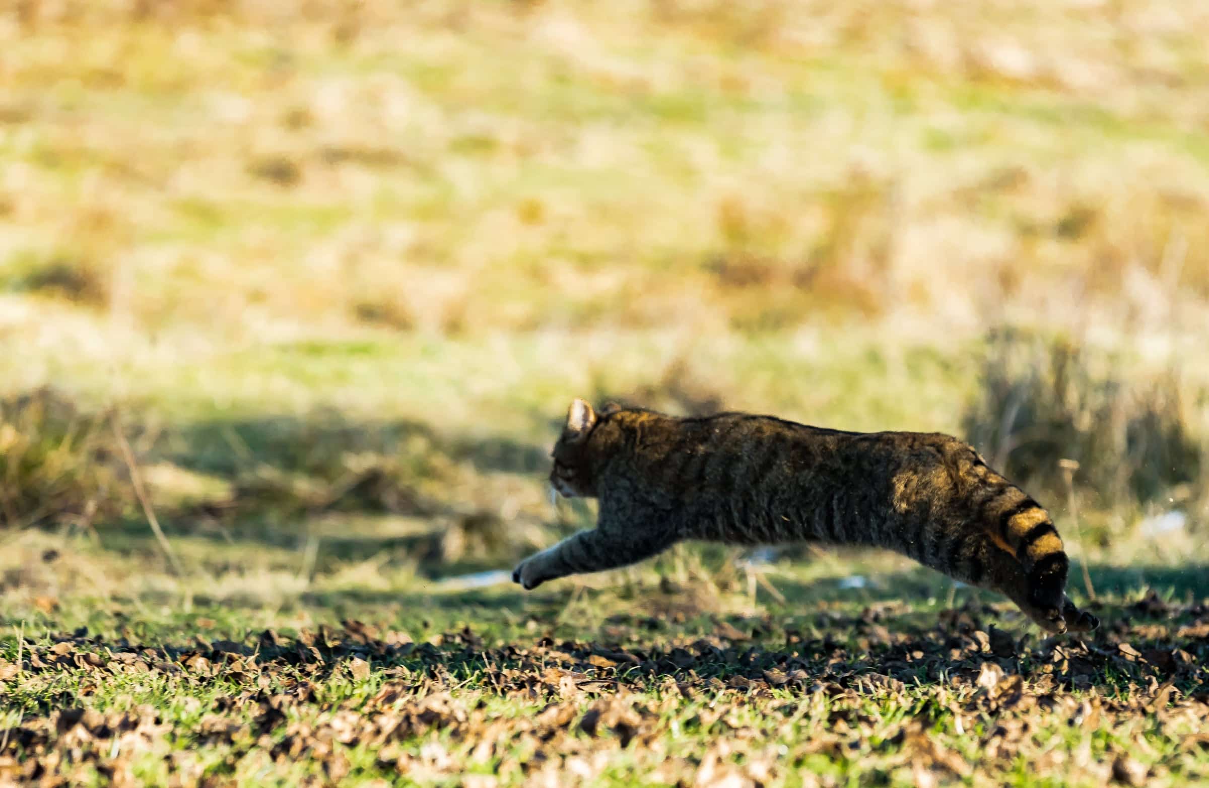 Wildlife in a protected forest landscape.
