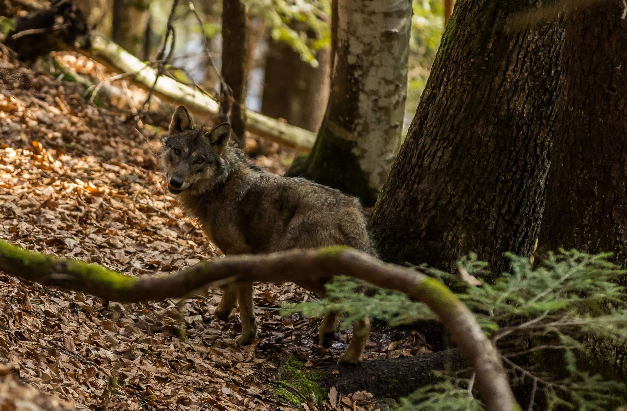 Wolf walking through an autumn forest.