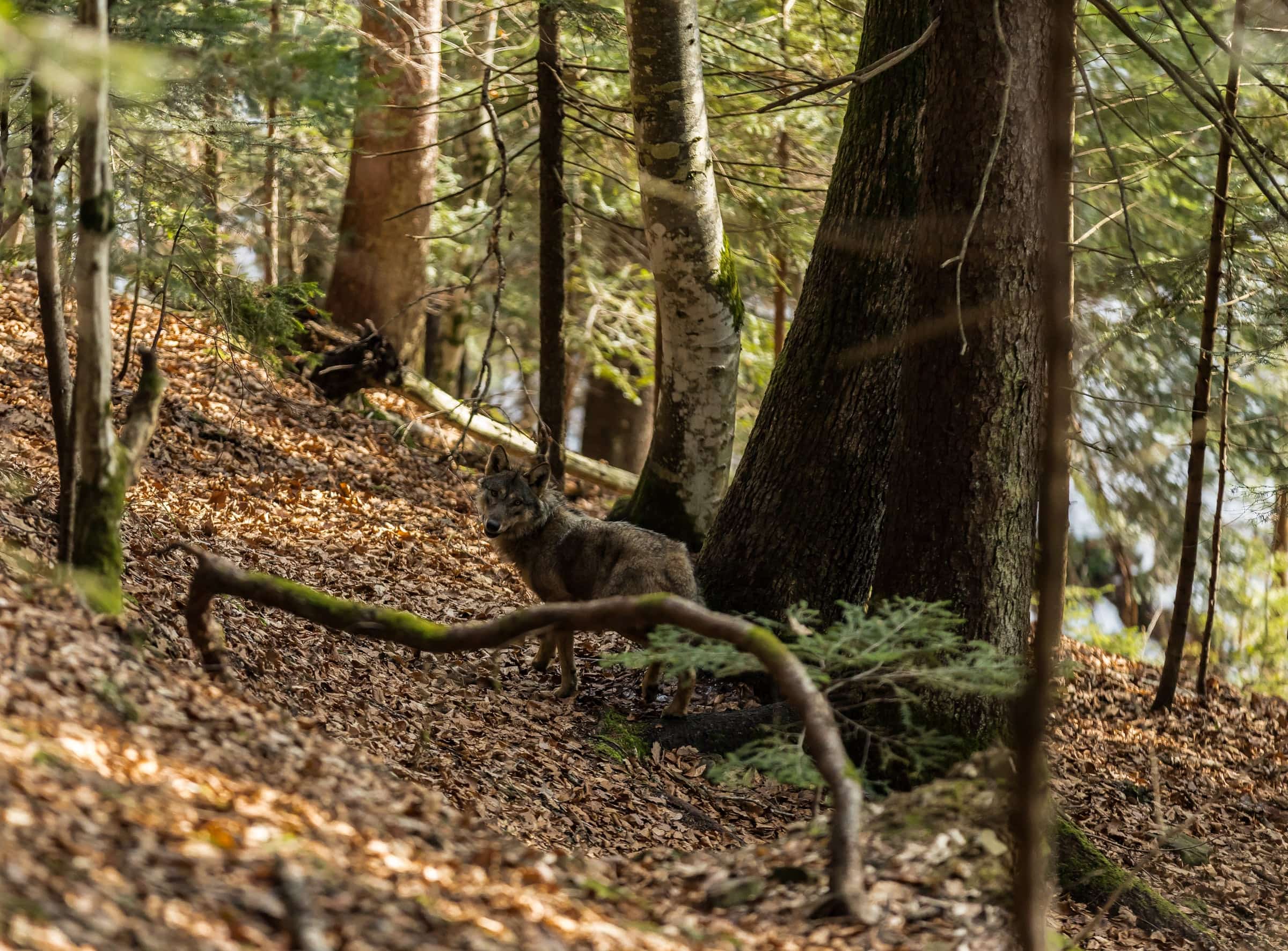 Wolf in an autumn forest among large trees.