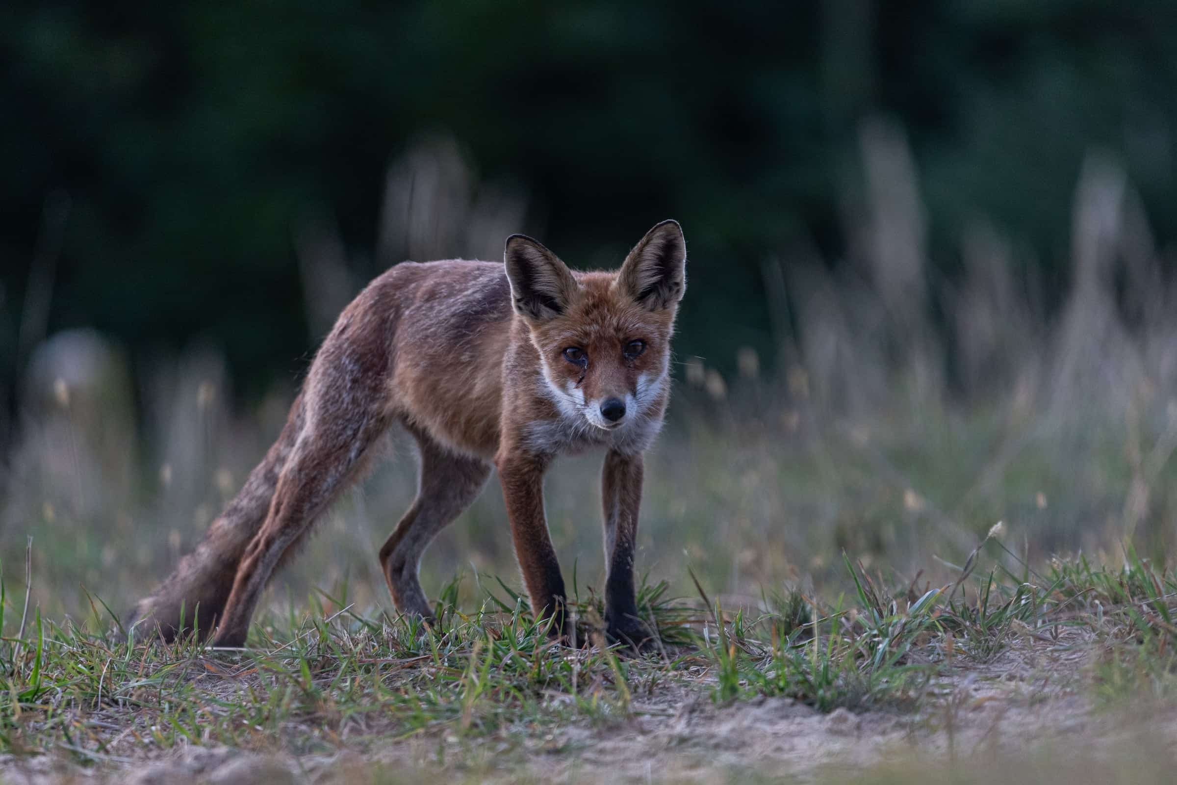 Wolf in low evening light.