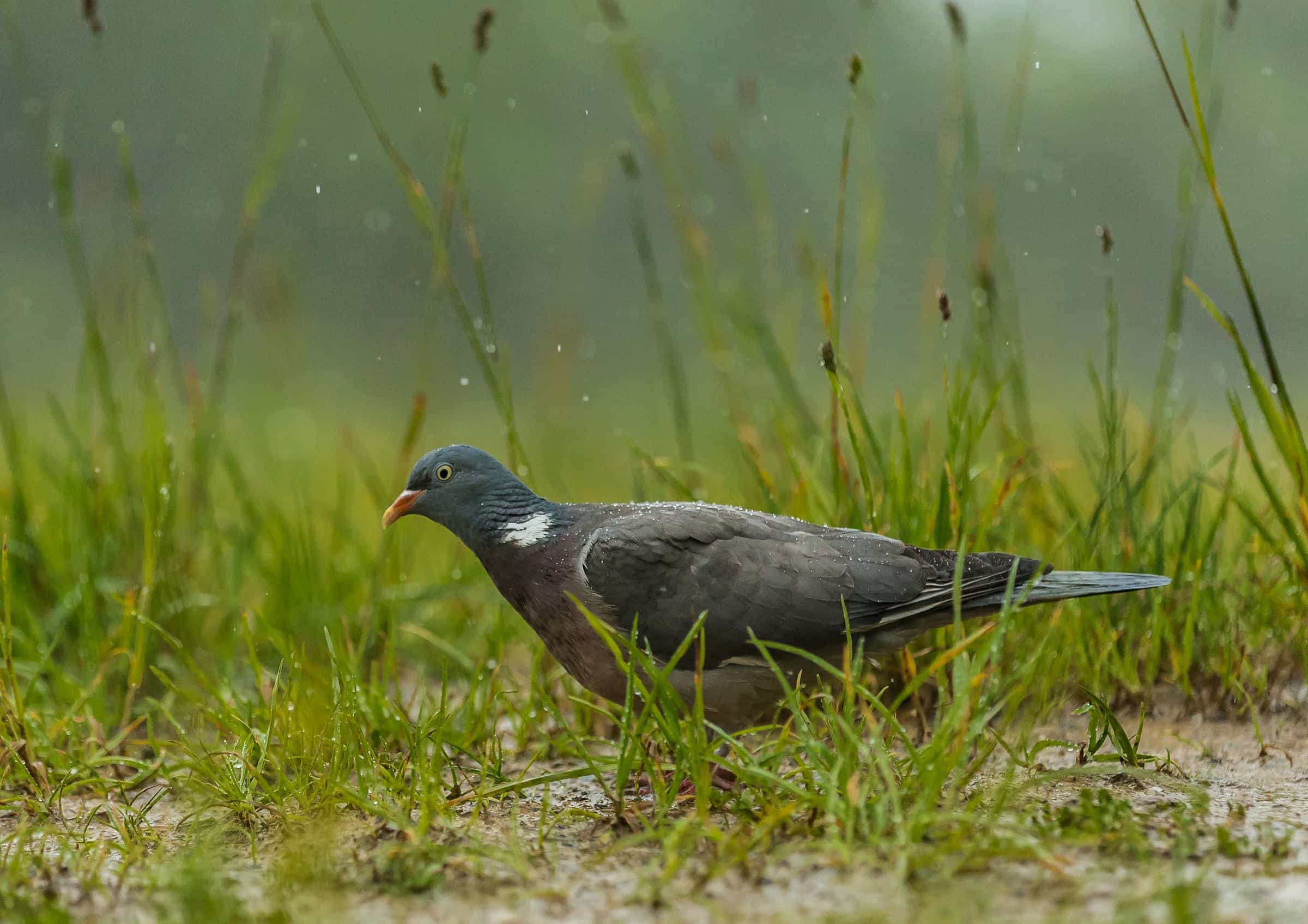 Wildlife in a protected forest landscape.