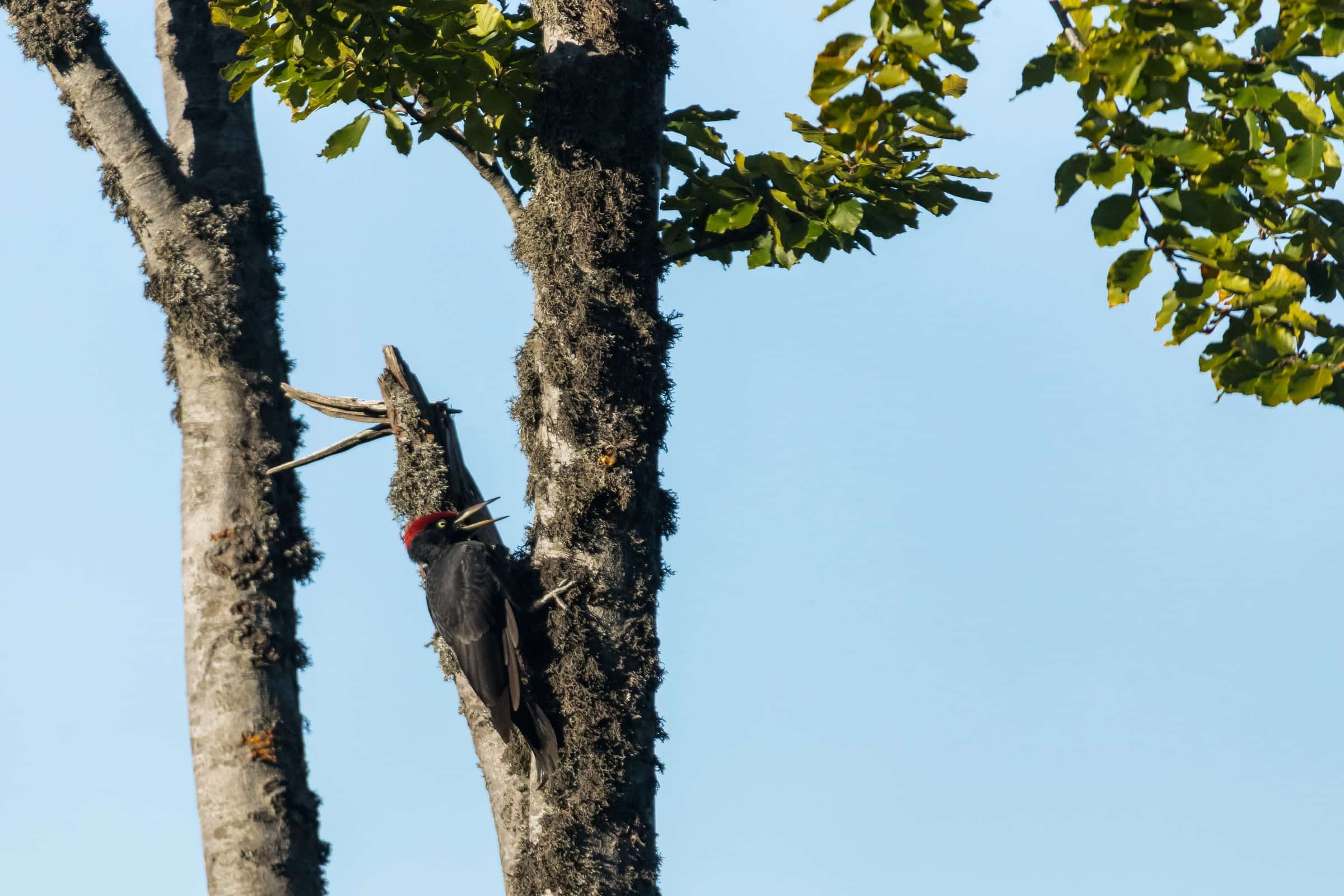 Woodpecker clinging to a tree trunk.